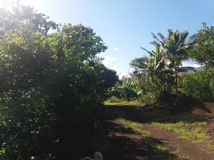 Location Saisonniere Le Clos Des Agrumes Sainte Anne Buitenkant foto